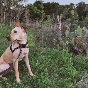 Meet your Posher, Grace